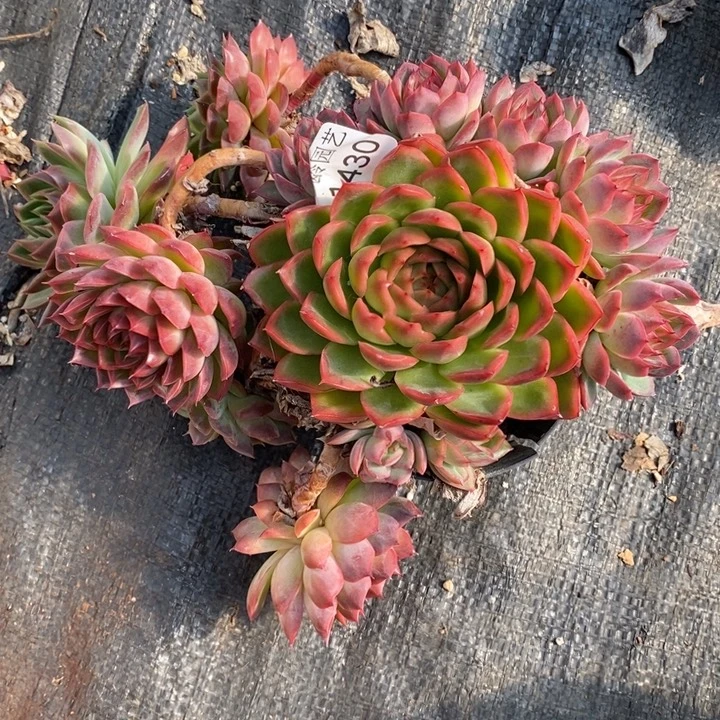 你***了1430不包整散掉头特～18厘米