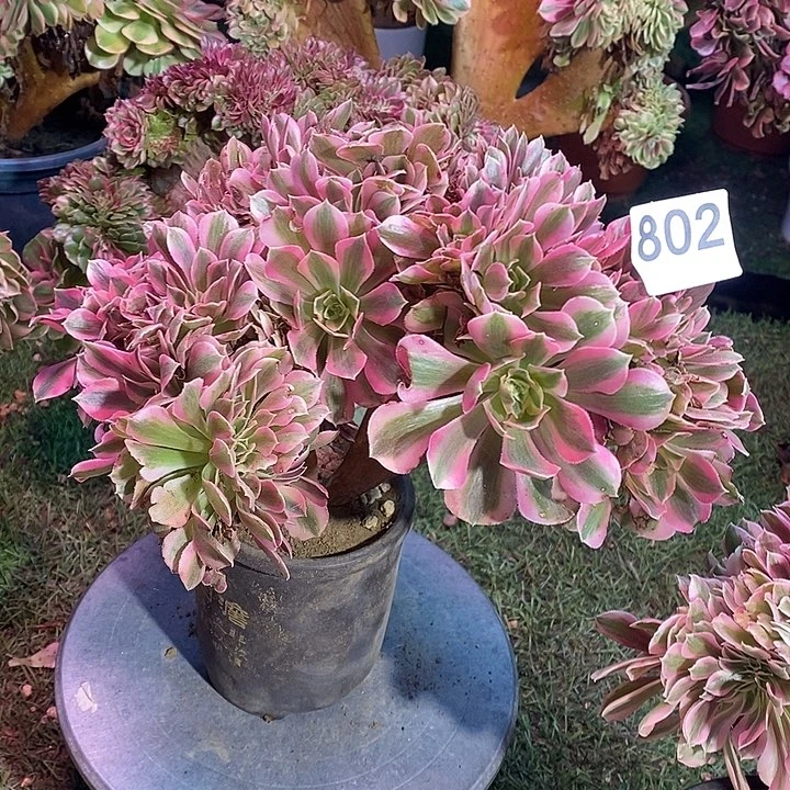 糖果女巫法师锦缀化802有伤