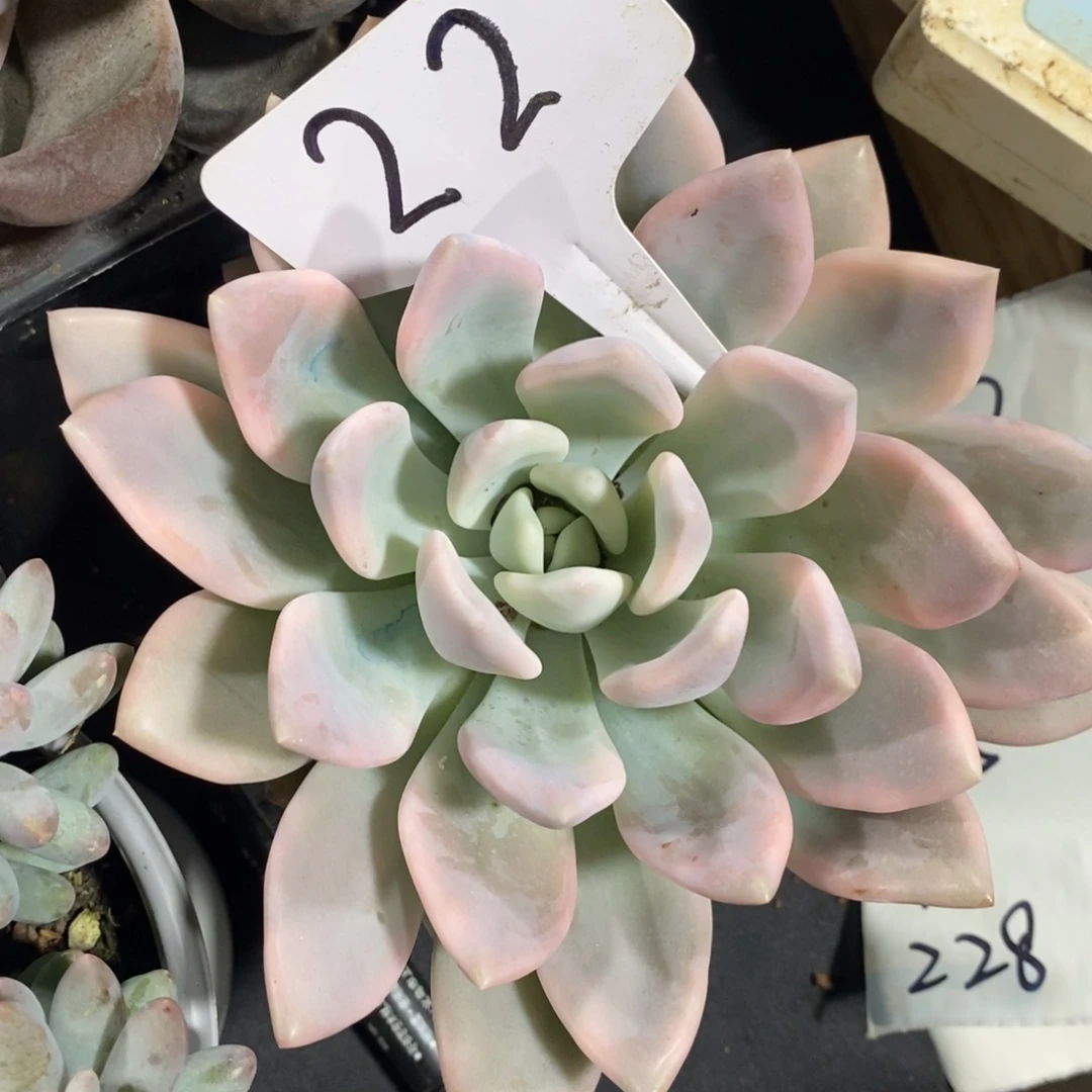 老阿姨花卉一物一拍22