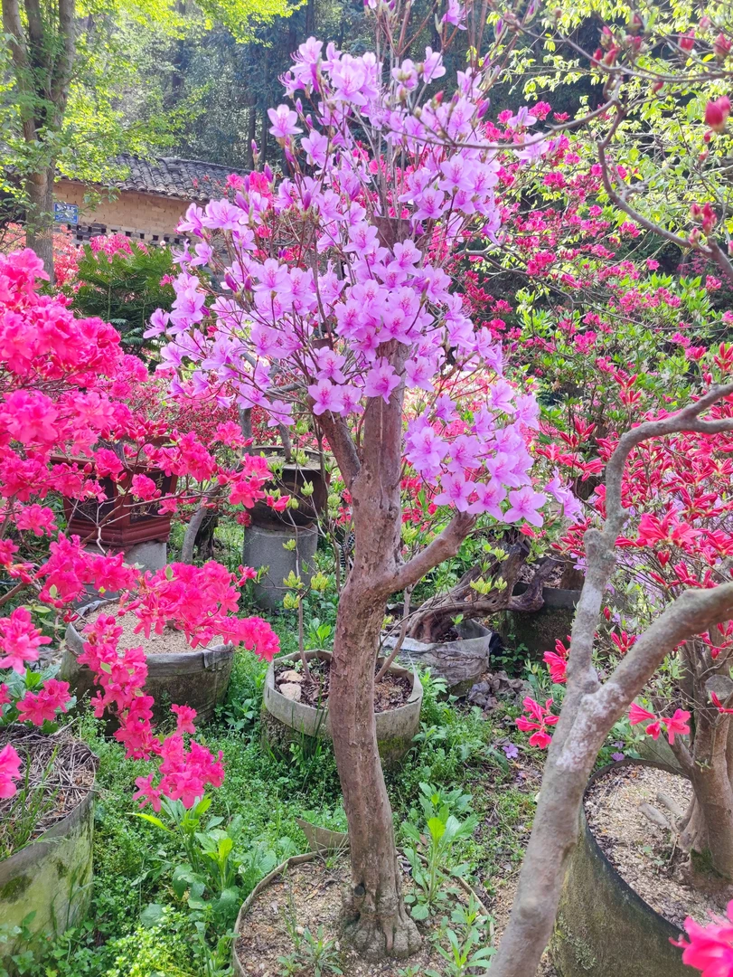 国产杜鹃 映山紫 紫花映山红 一棵粗壮独杆紫花 多年熟桩