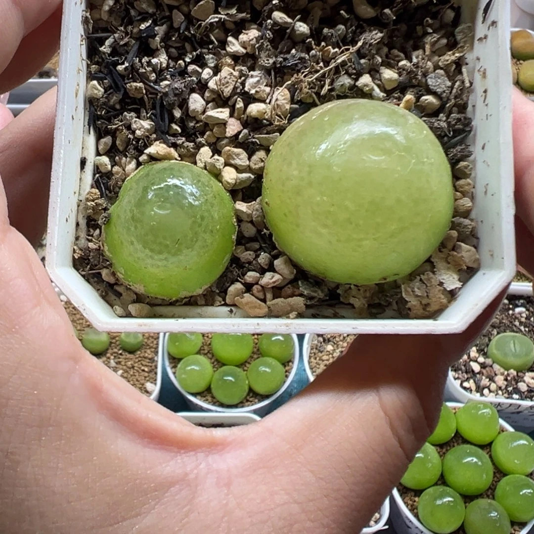 436灯泡两颗带盆土发货