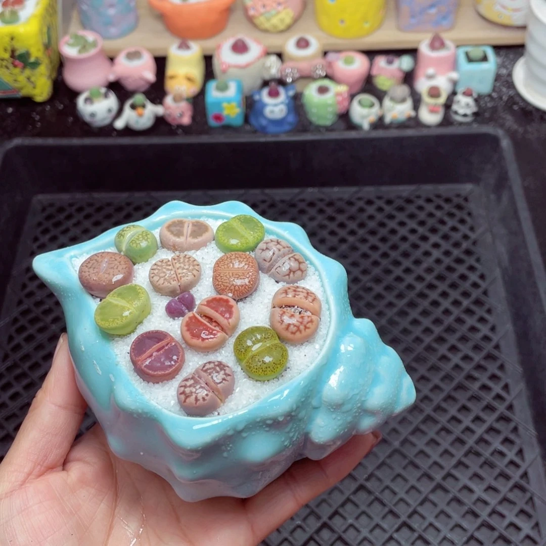 w9622 带盆土发货-零下地区拍保温箱