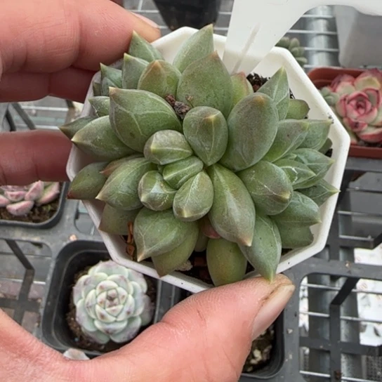 256重楼多肉植物多