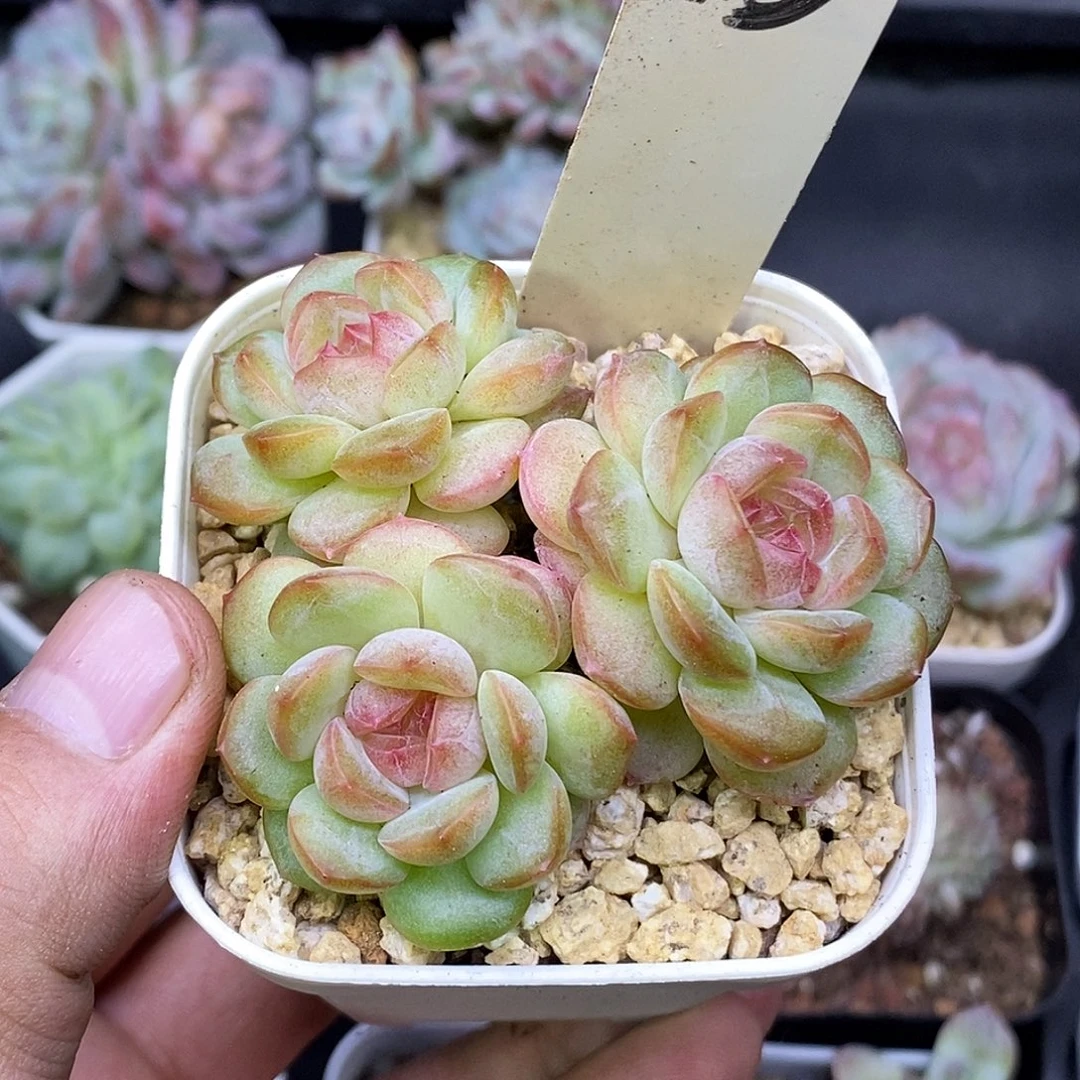 云***卷琴心30包邮非偏远