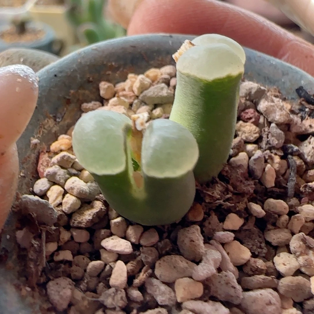 优选风铃玉。         鼓窗极窗