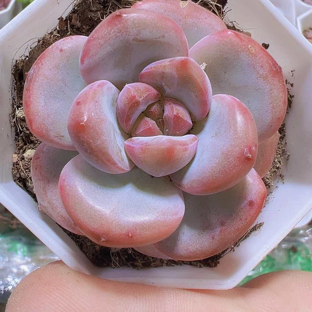 漫漫雪19包邮多肉植物