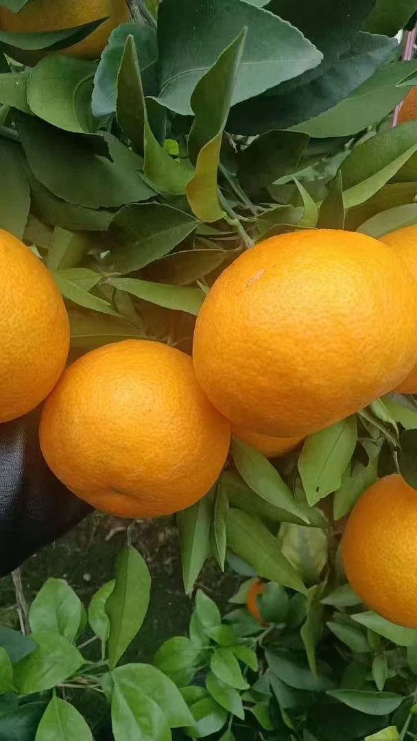 四川爱媛38号果冻橙