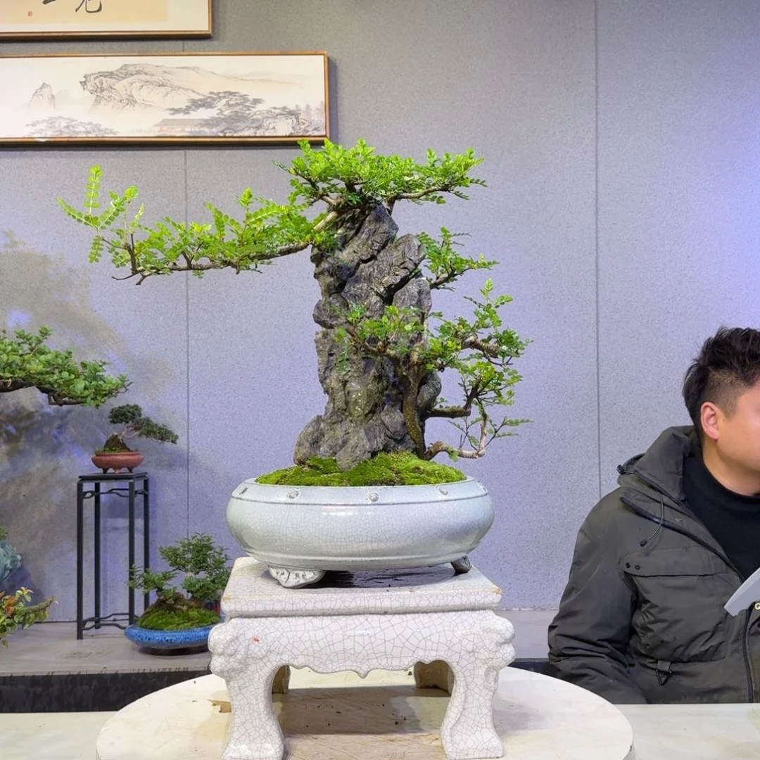 胡椒木胡椒木盆景盆景