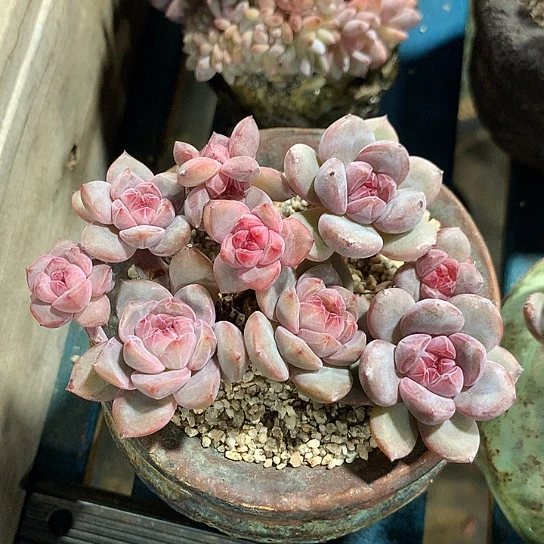 突尼斯星影小脸拼群