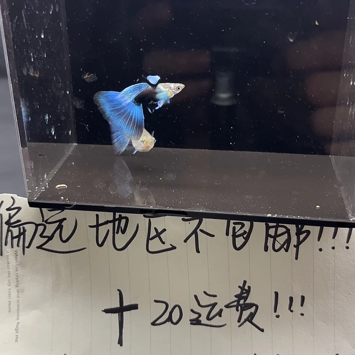 孔雀鱼蓝礼服欧翼孔雀鱼一对