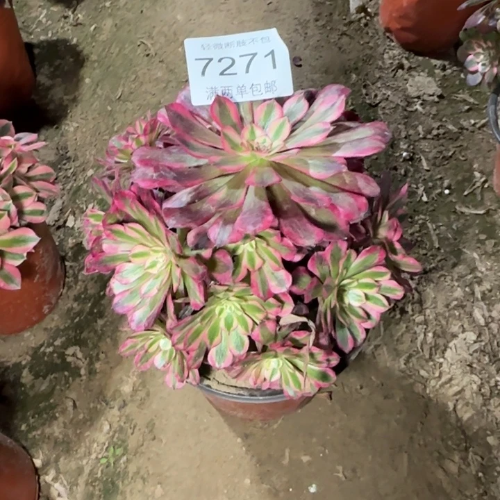 7271红铜多肉植物