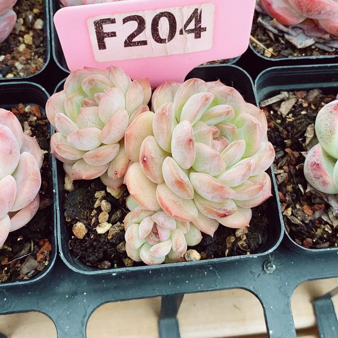 莎*妹琴心7cm不包整群