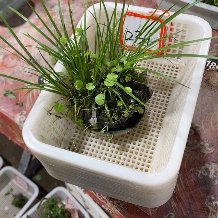 有***好无花朵退款拉黑拉黑231