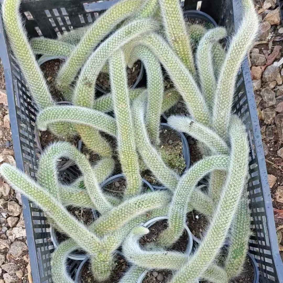 粉丝福利九尾狐  金金精品多肉植物