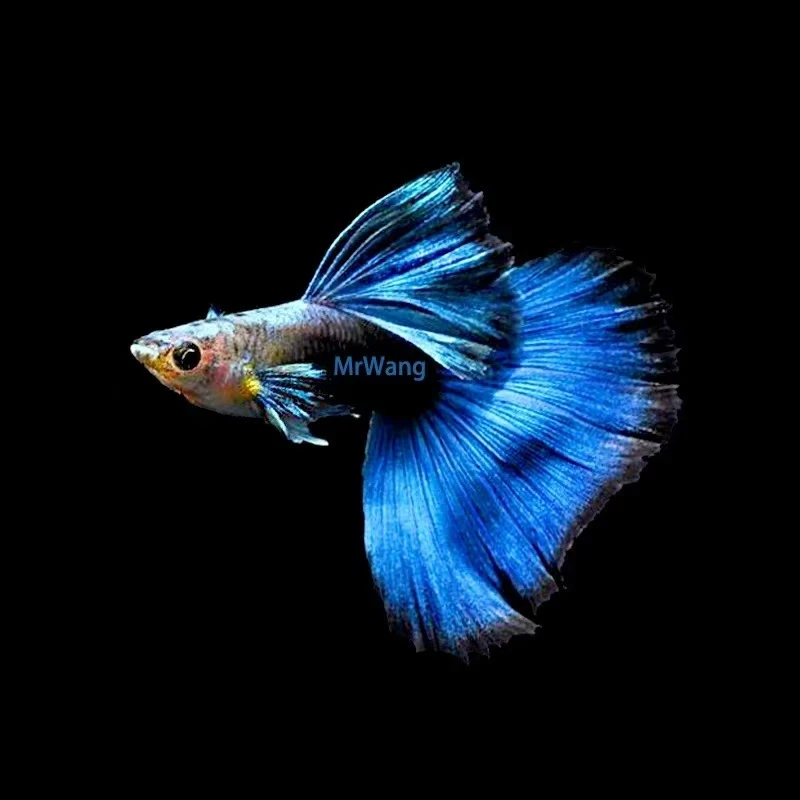 蓝礼服种鱼水族孔雀鱼热带鱼观赏鱼高端淡水鱼小型鱼苗鱼