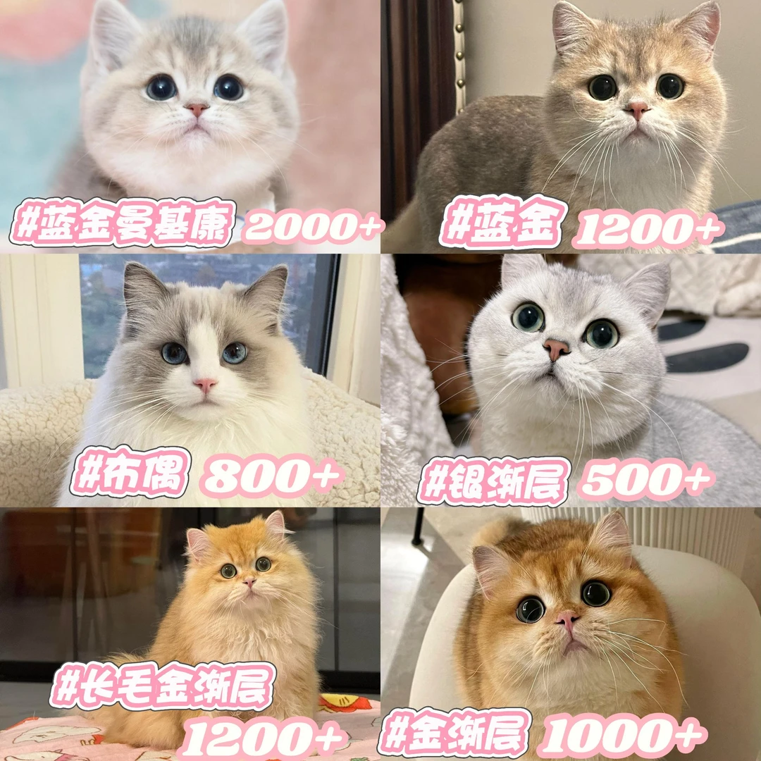 【周周家萌宠】布偶金渐层银渐层蓝金渐层金点高地活体猫咪