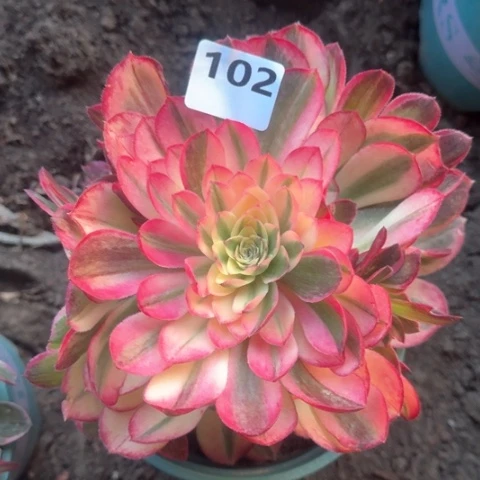 法师丘比特18-10