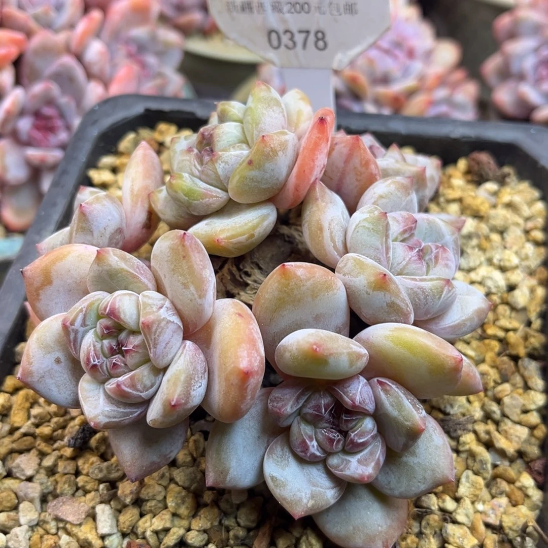 黄底紫心378/10cm6头