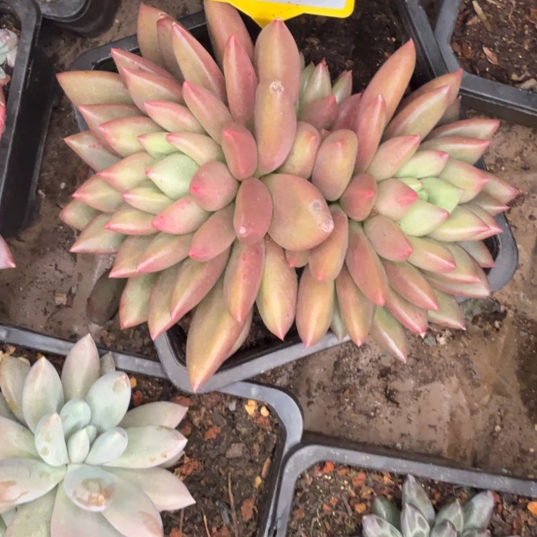 多肉植物米其林874