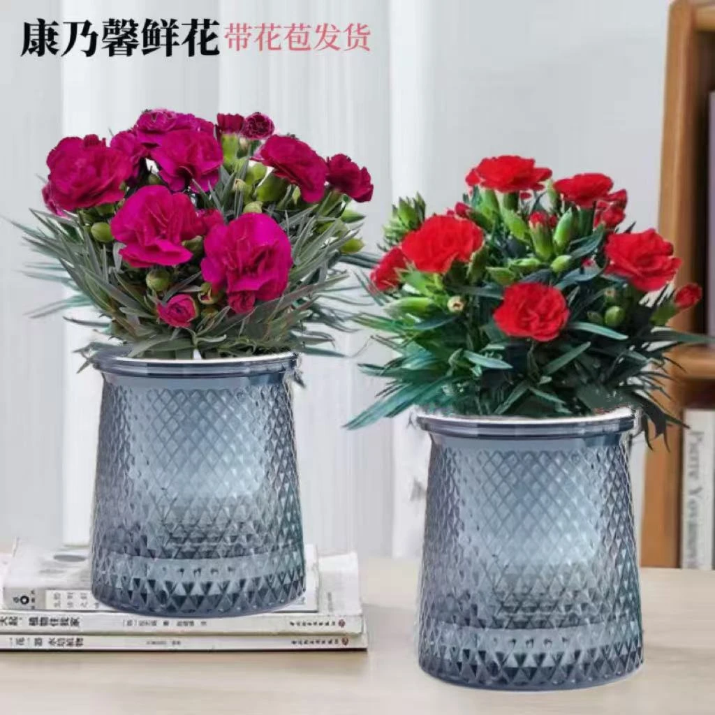 【买一送一】康乃馨鲜花盆栽带花苞客厅花卉室内绿植四季开花植物
