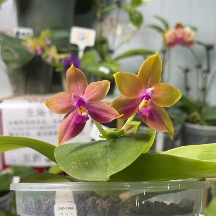 完全开放BKH 1968 4.5寸淡香带大花苞