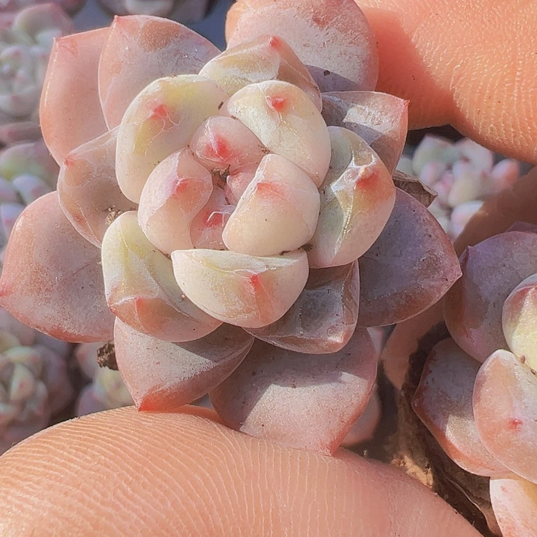 明月之心苗5颗19包邮多肉