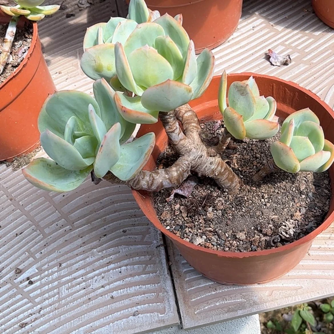 【闪购商品】无花朵岁*