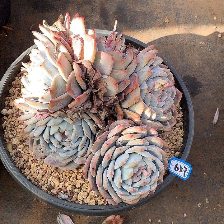 657橙子群一物一拍多肉