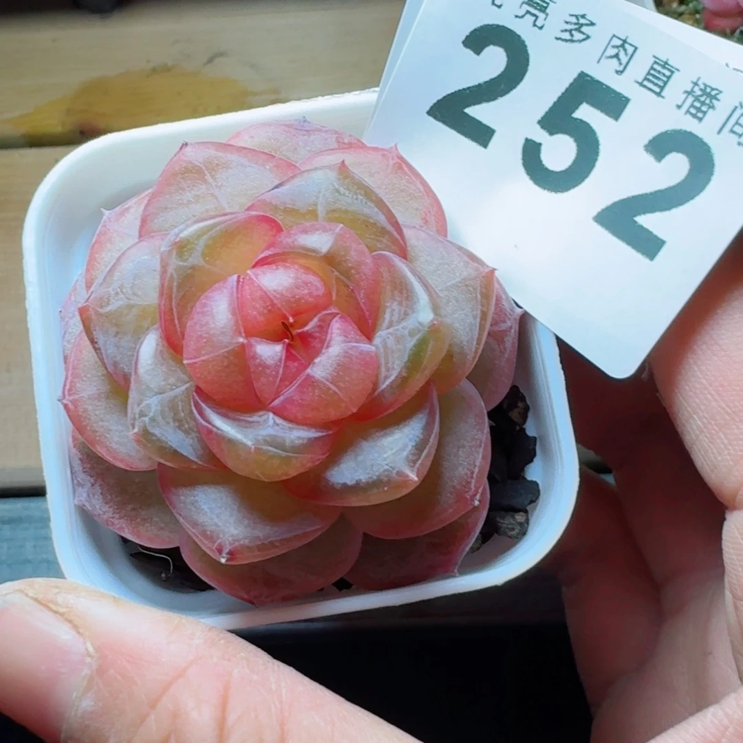 ****）珍妮      愿你一路坦途，乘风破浪展宏图