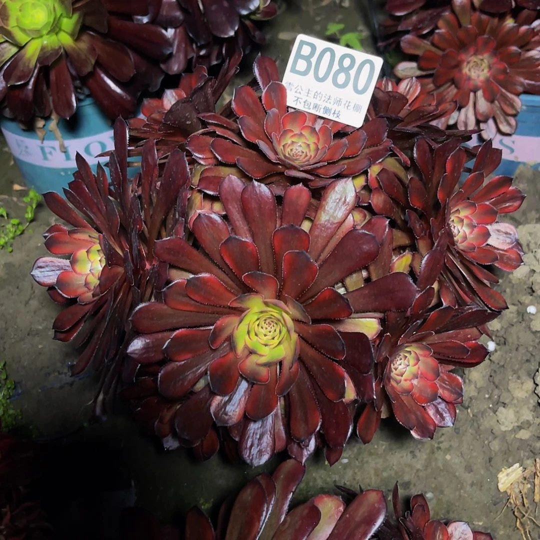 法师法师15–18。包邮法师