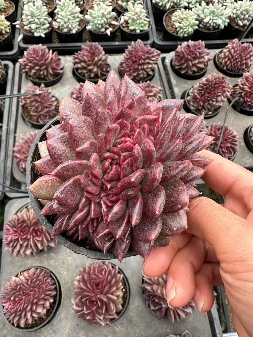 10#墨玉麒麟缀化多肉植物      前男友精品多肉sm0862