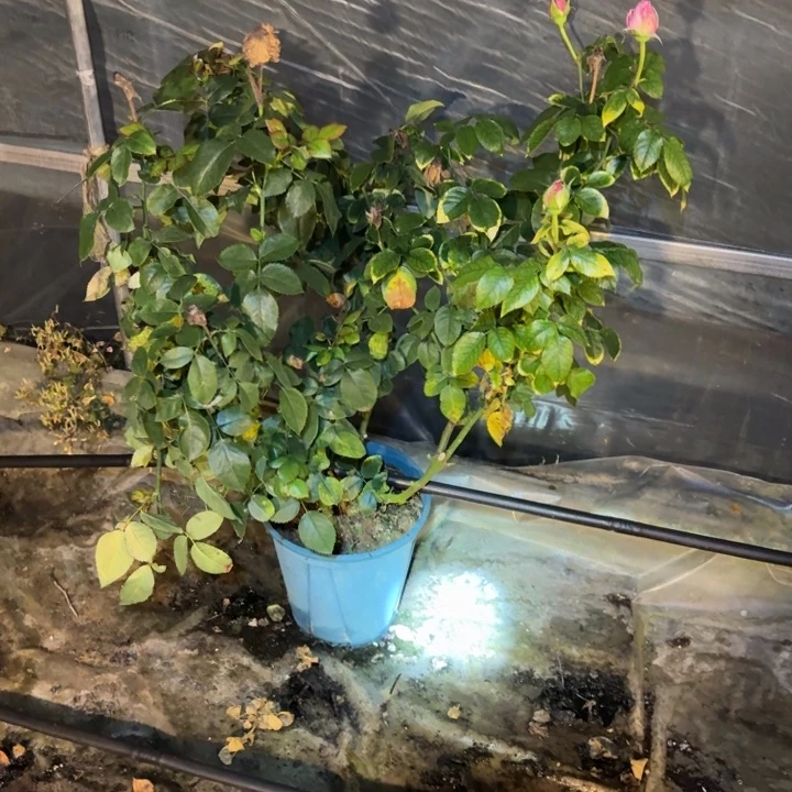 无花朵二加仑好感