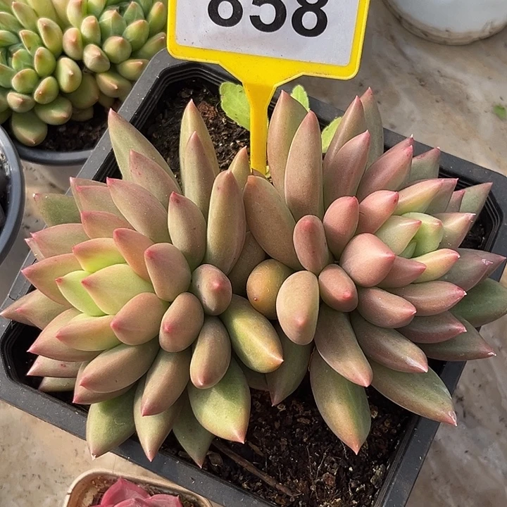 米其林一物一拍858