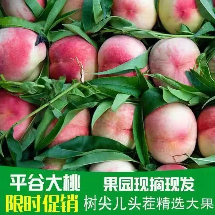 【平谷水蜜桃早14号】现摘现发离核脆平谷大桃新鲜采摘孕妇水果北京市