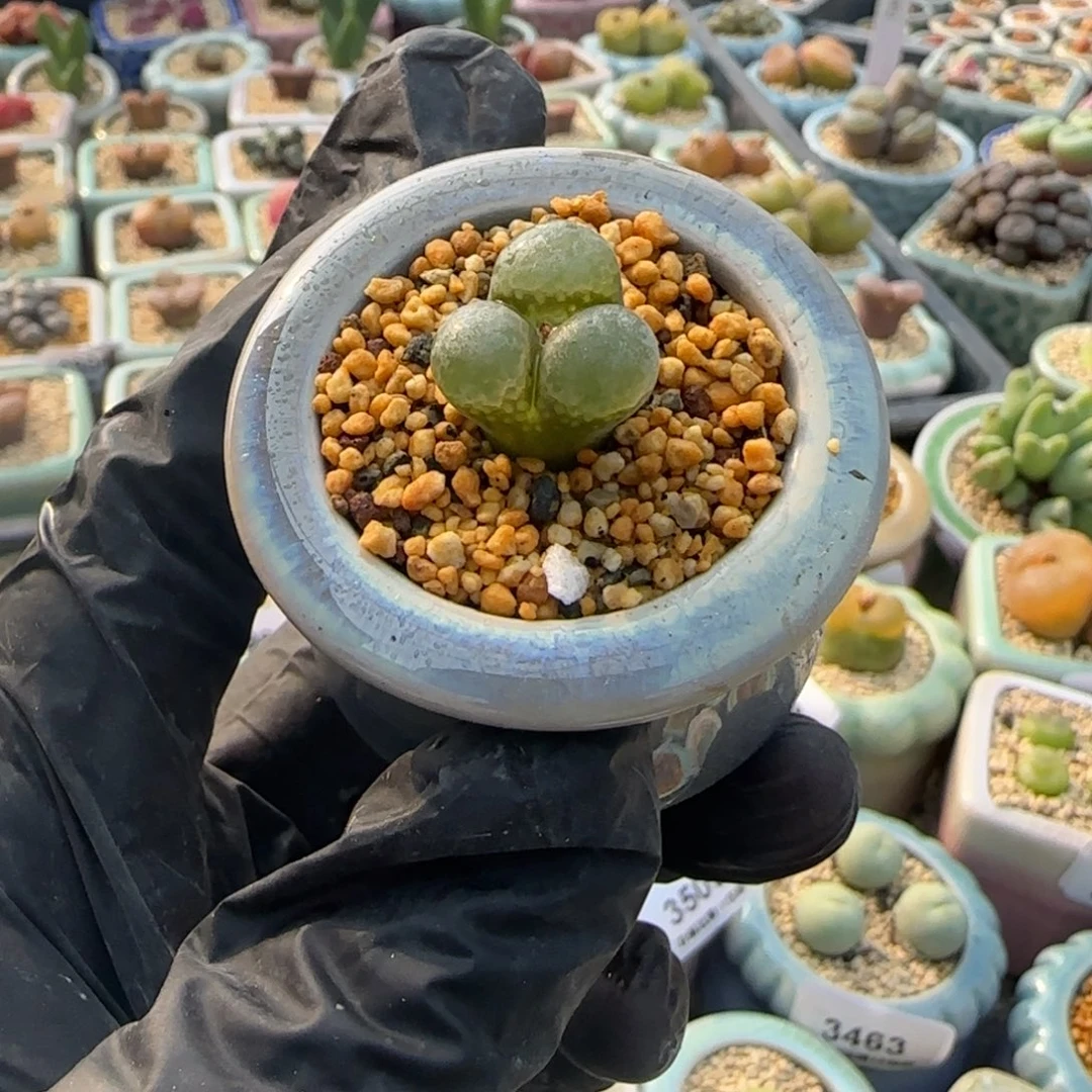 3551--一物一拍 带盆