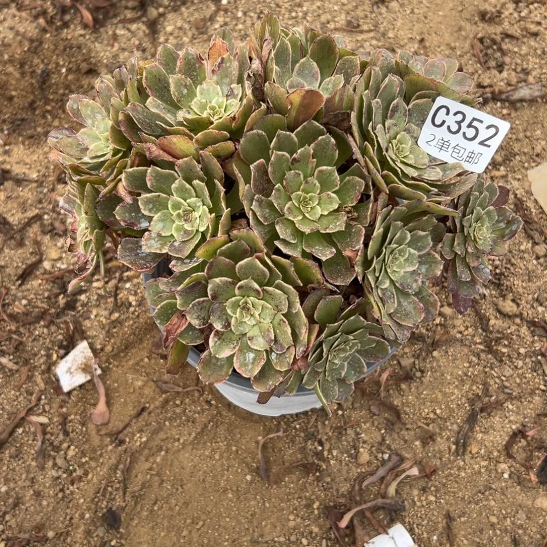 352多肉   水墨画 不包断头