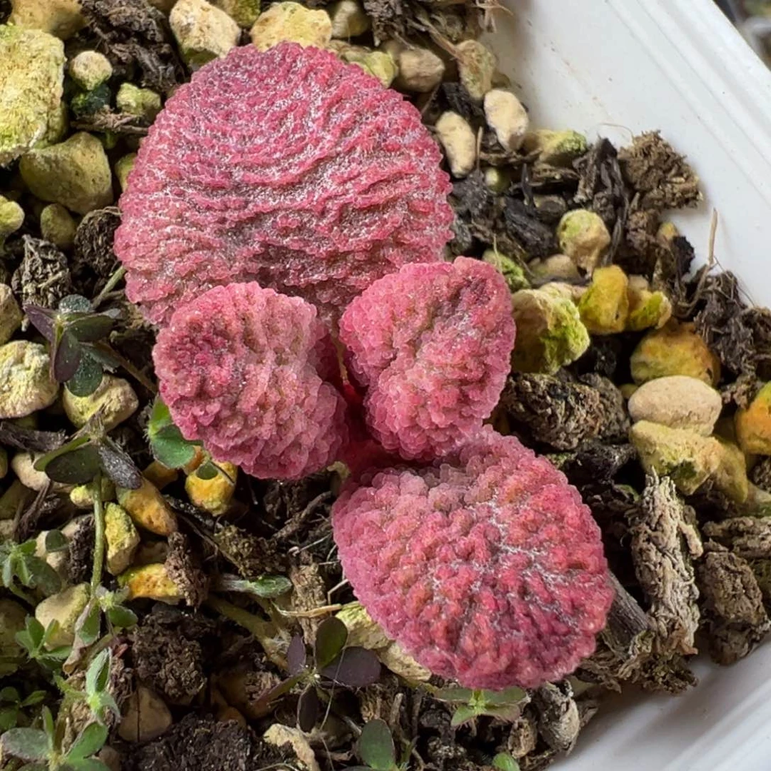 实生新品多肉植物水泡实生新品