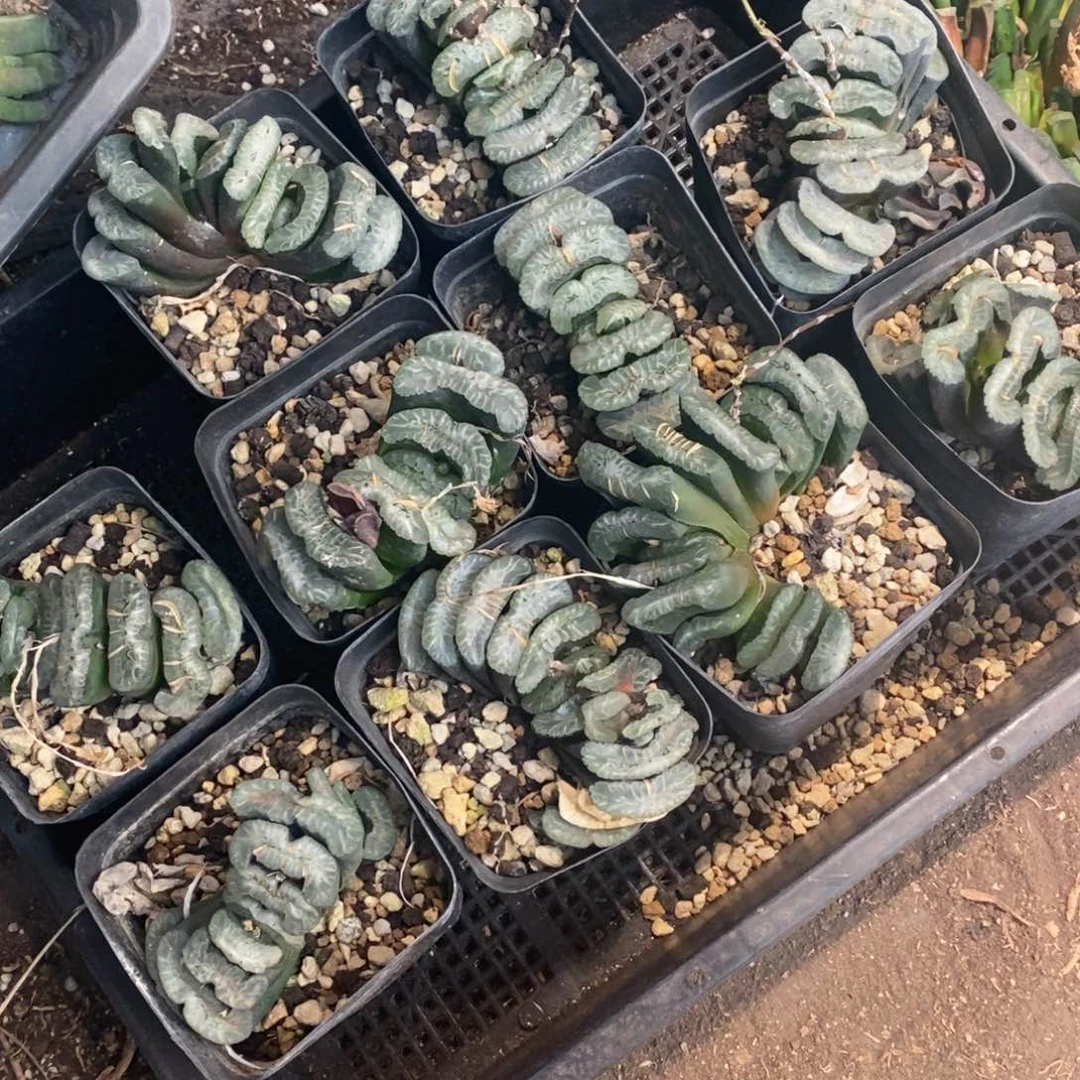 1624 一颗周正大玉扇 整点福利