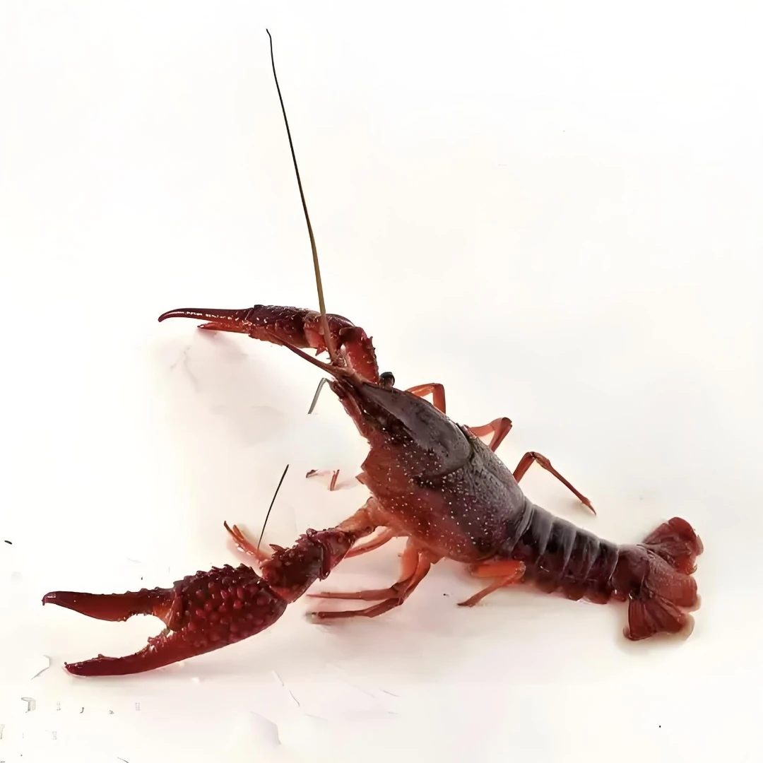 鲜活小龙虾500克