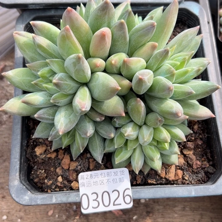 幸运儿的故事是在这幸运