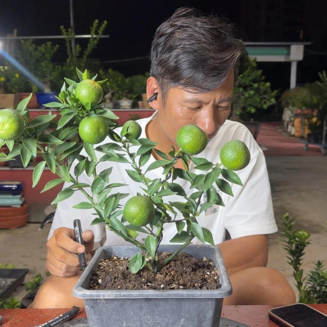 当前无花朵，栽培后可花朵明*