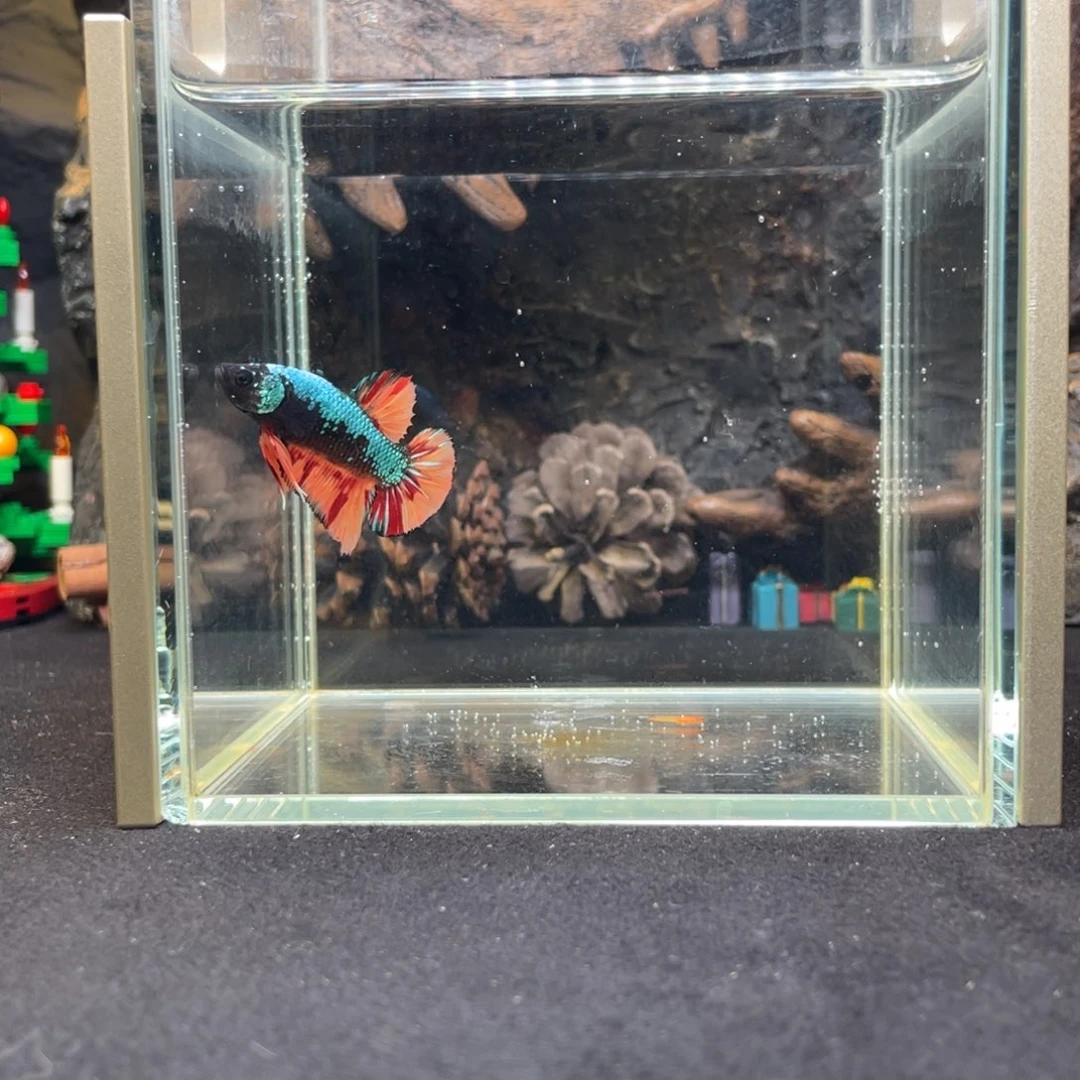 斗鱼十二月十四日竞价