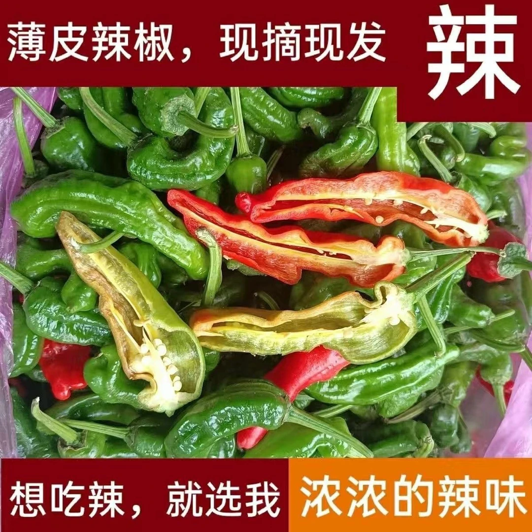 湖南永州宁远本地土青辣椒 辣 辣 辣