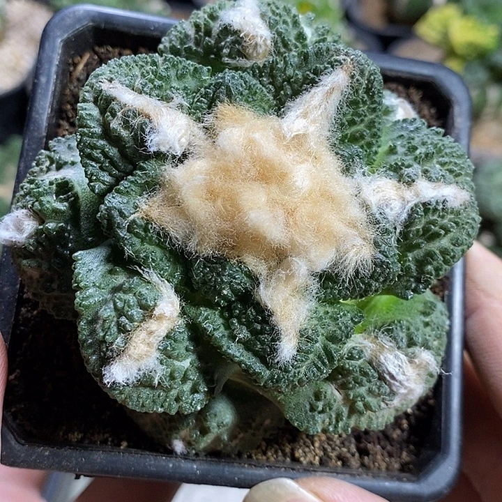 苗落自根龟甲哥斯拉牡丹冠幅8cm。583号