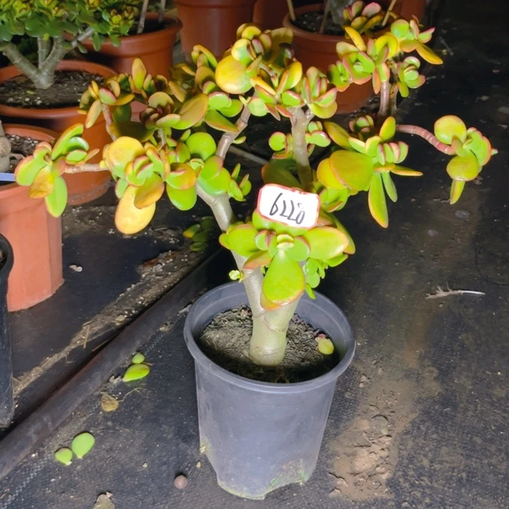 ^***仔6228黄金花月半土球发