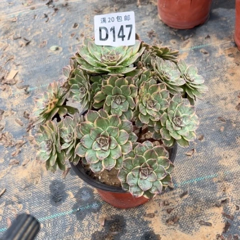 147半夏不包断枝