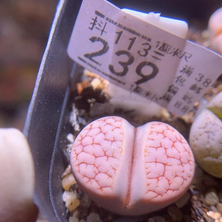 精品生石花113.239 189荒