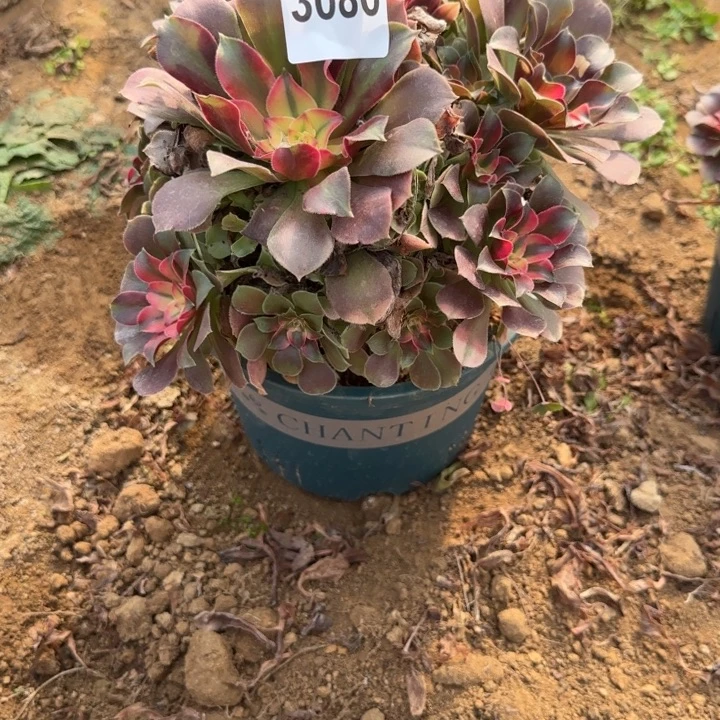 3080 清棚处理不包断枝