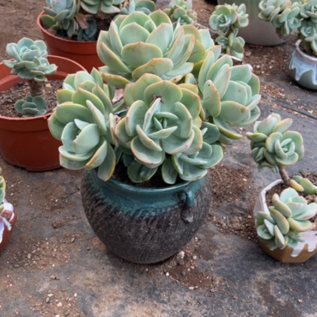 【闪购商品】无花朵彩****！