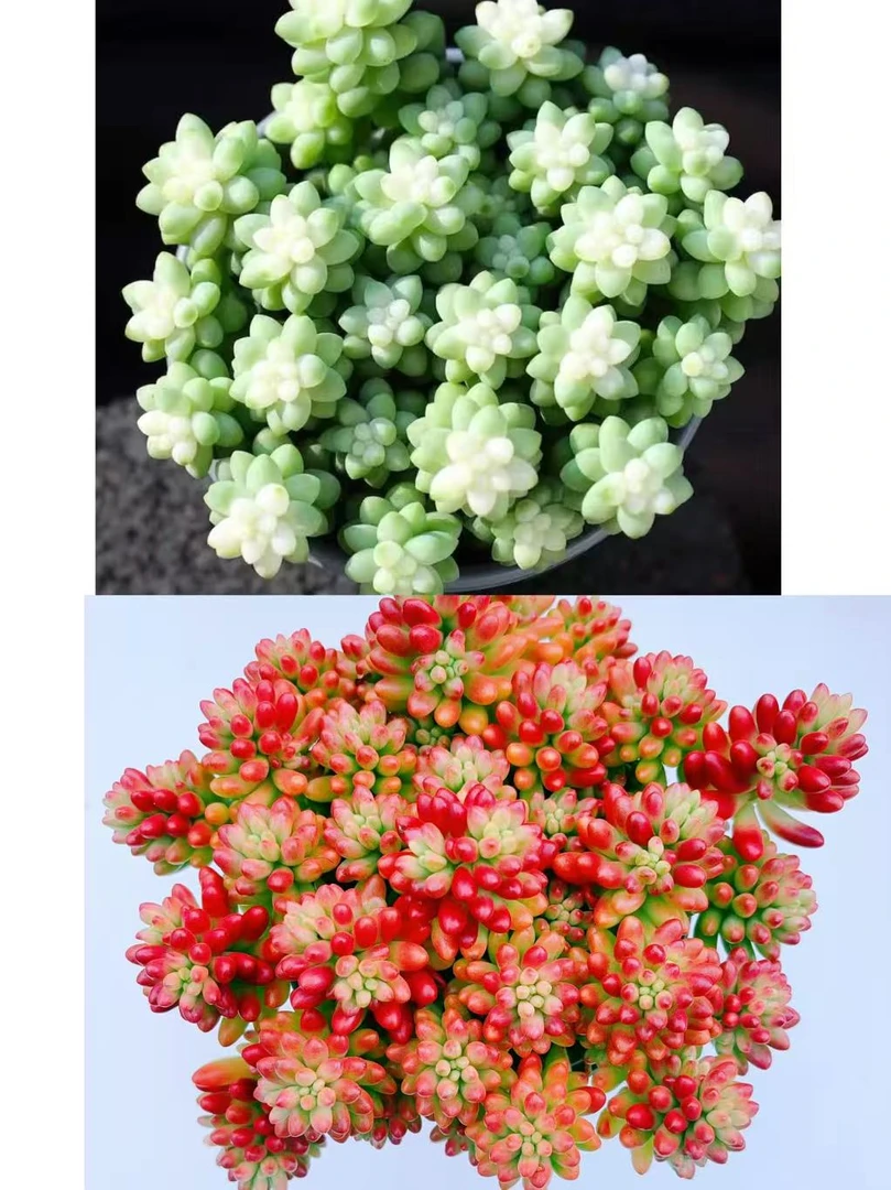 {转运珠+雪花玉坠} 带盆土发  新手好养活 室内外养 金喜多肉